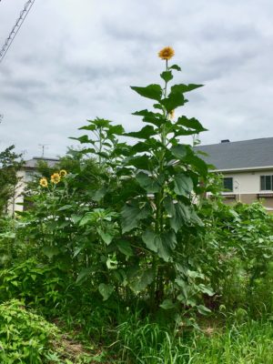 野菜畑を守る米国種 大ひまわり 自由人のオーガニック畑 Freeman S Organic Farm