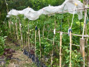 梅雨の多雨 で トマト に被害続出 自由人のオーガニック畑 Freeman S Organic Farm