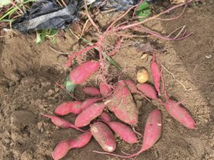 サツマイモ の掘り立ては不味い 自由人のオーガニック畑 Freeman S Organic Farm